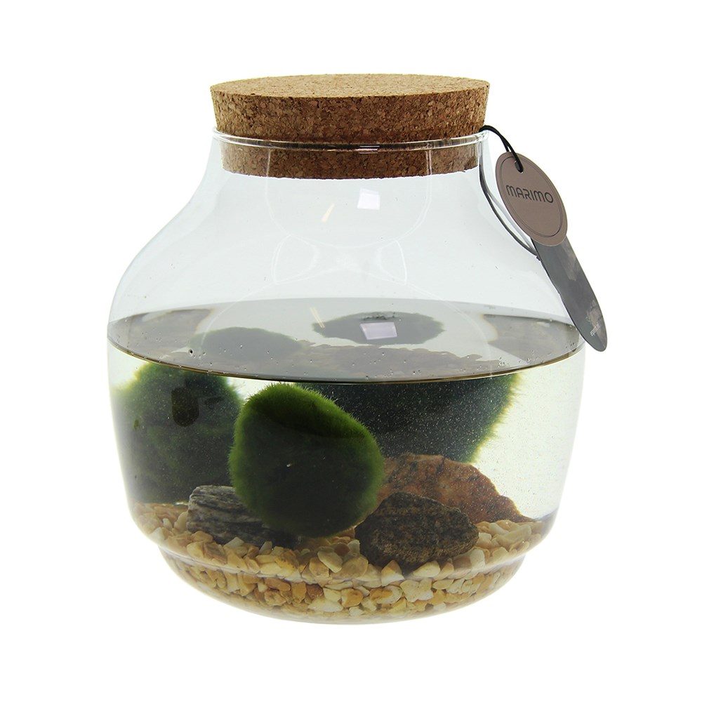 Marimo moss balls - bowl in giftbox | Shop